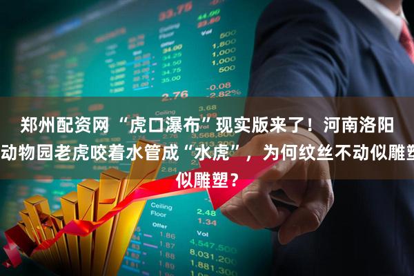 郑州配资网 “虎口瀑布”现实版来了!河南洛阳一动物园老虎咬着水管成“水虎”,为何纹丝不动似雕塑?
